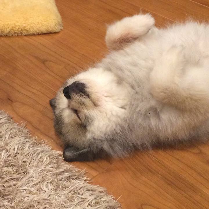 C02acb6a d3d3 474f b13a 33b1c71c34b9