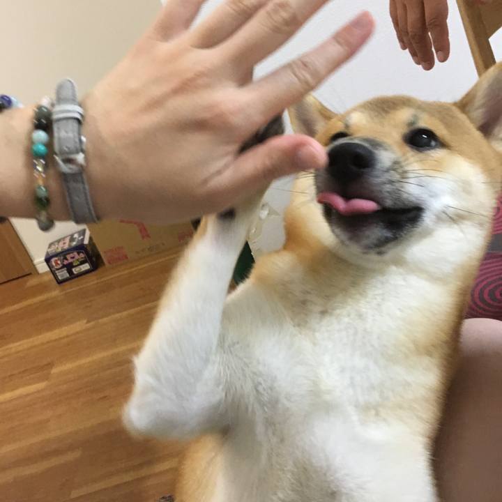 C0379cd3 54df 42f4 8969 af511cdcf777