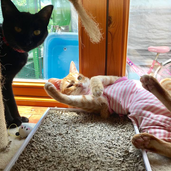 C038bf58 30a1 418e 97b0 da7177f54342