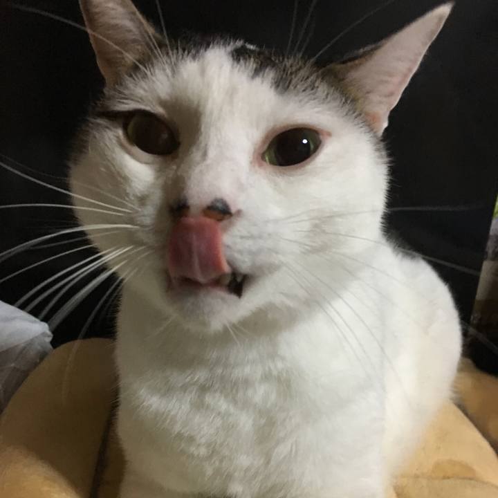 C03adacb 012c 44af 99c2 f4c971600220