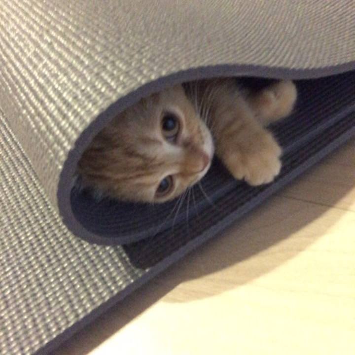 C03bf255 91e3 477a 9955 9b35c9833872