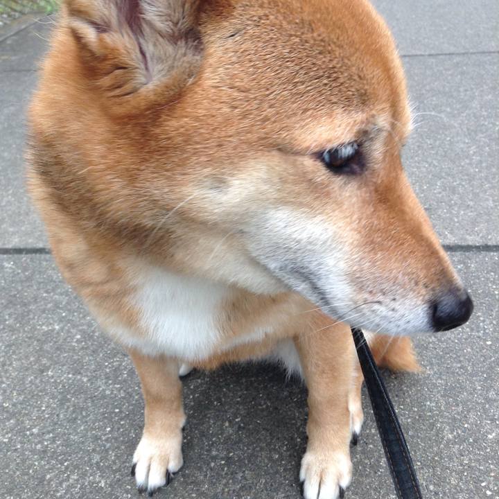 C03f6395 ab28 4cc4 aa4a af328cb7fdb2