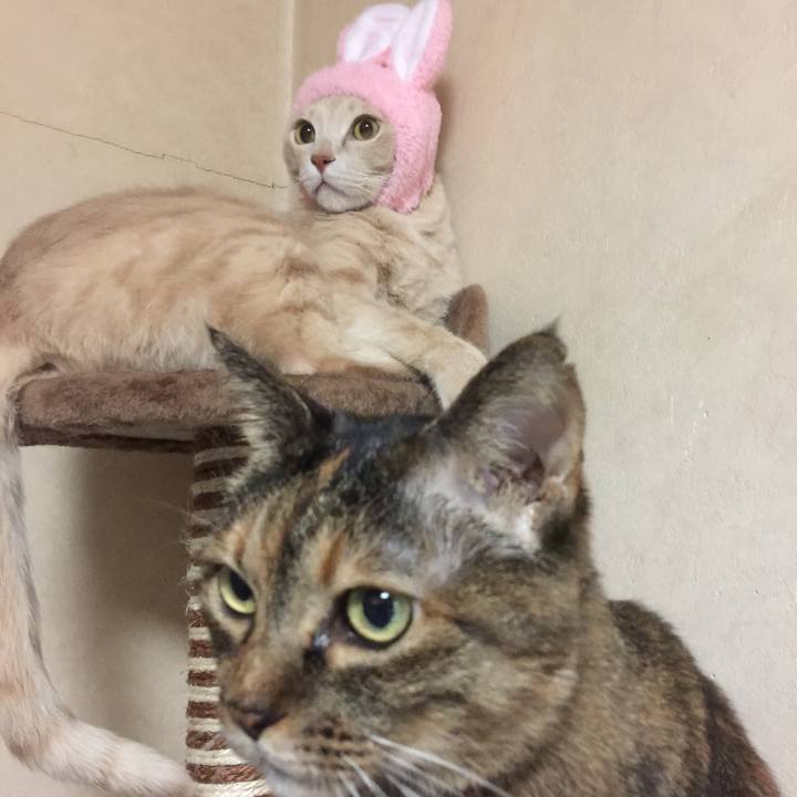 C04081a3 b6a0 4147 a6f8 5a832d2b44a8