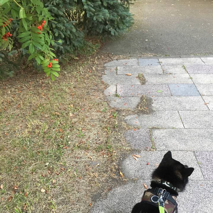 C0449619 111a 44c7 8c1a 1021a42dd096