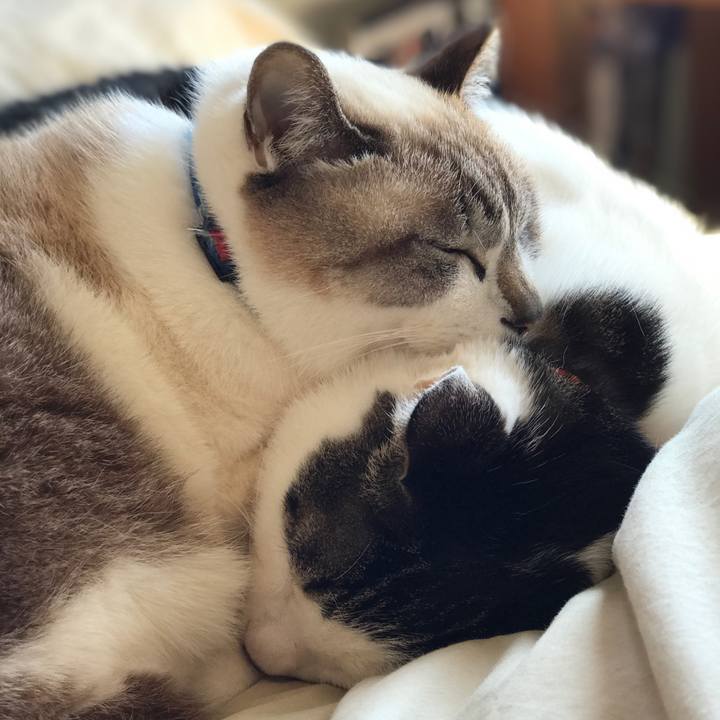 C0451c15 a733 40be b4db a037c38101f0