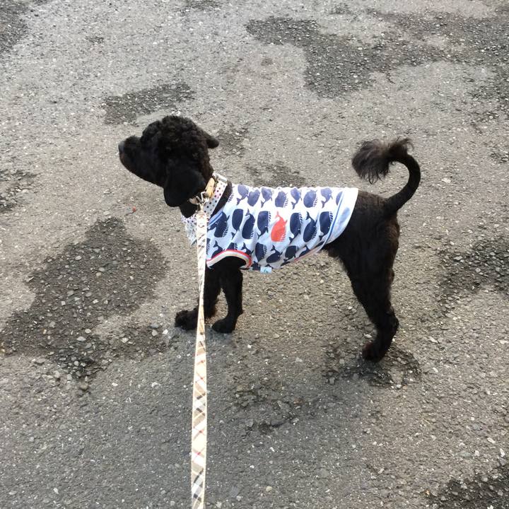 C045f5f3 71a1 40a4 a7da c38df52d93f1