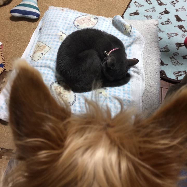 C04a9e43 d4a0 415a a2d1 372e575d4051