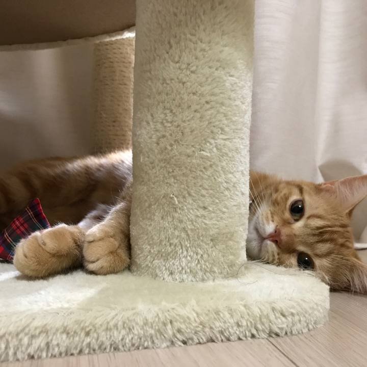 C052f7da d862 4d4f ae19 edc2bb4917f9