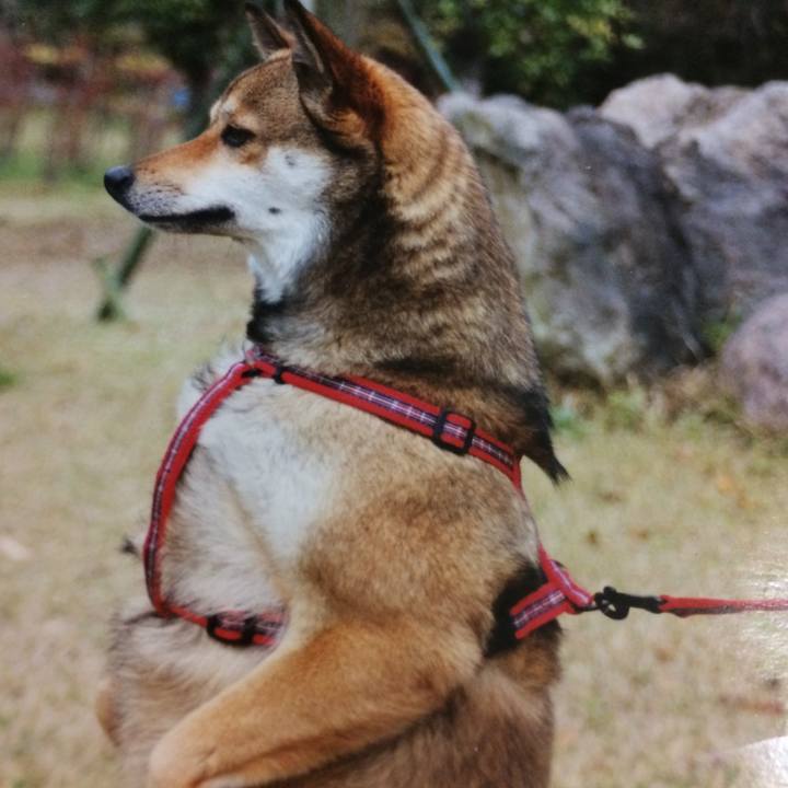 C056e528 f4ca 4ed3 b3a4 71fcc0df794e