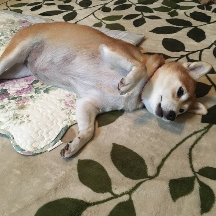 C062efd1 e98e 49a0 bd61 0df676727bbc