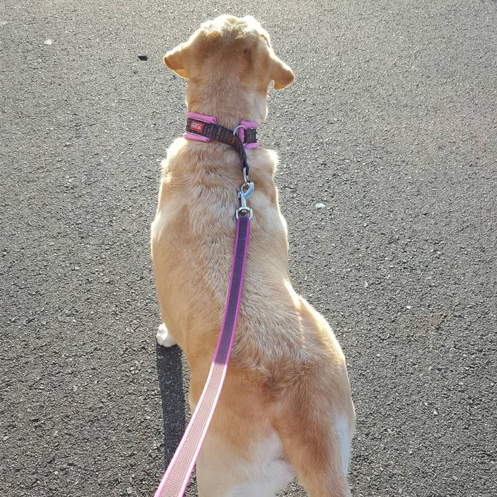 C06672dc 20c7 4434 a0cd 5c28dc394ea4