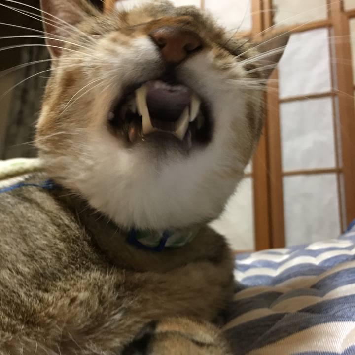 C068b439 f337 42d3 9cb0 ed5e816e54af