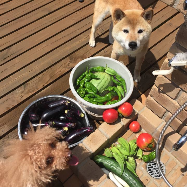 C06f0b85 ef20 4386 a955 2f068008d575