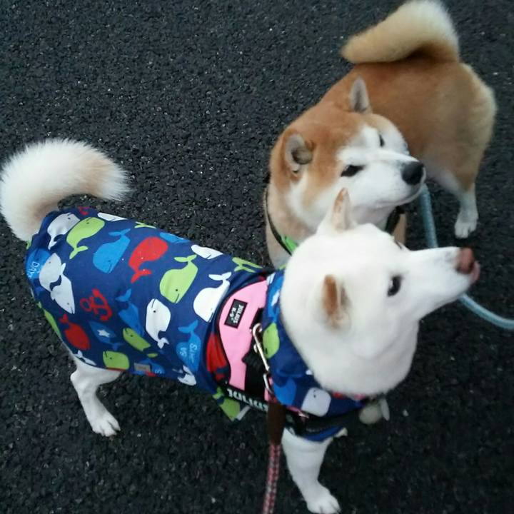 C0878e8b 7a0a 4f96 bbe9 ef6a63db5724