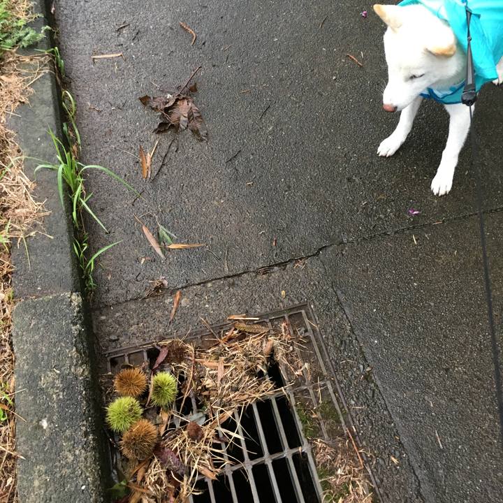 C0896447 231d 4eb7 b625 bd456b358768