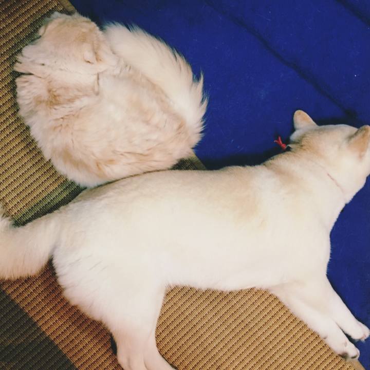 C089d13f 47c1 4efe 9020 b0edb37116e3