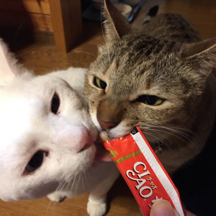 C08a70cb 6594 43a9 8ccd cd21c477792e