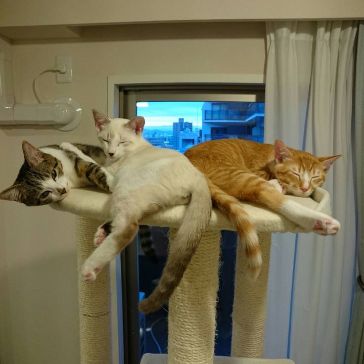 C0b0ff27 794b 4b4a b973 b865a1f4776a