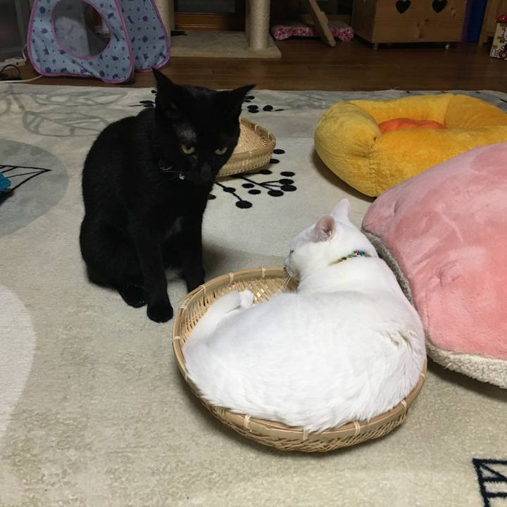 C0b2fcb6 ca3b 4d79 8581 1104a8f4a6bf