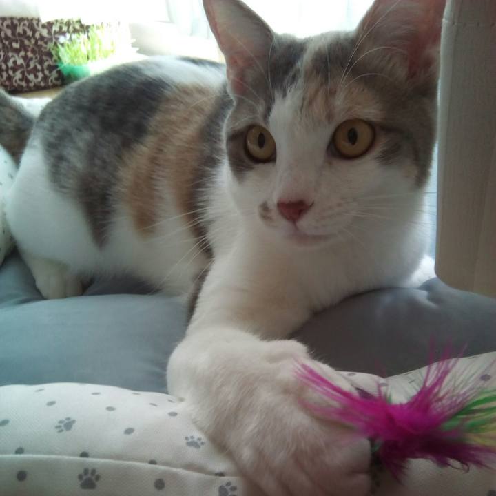 C0b8942f bba6 4ed0 b2af efd29347242d