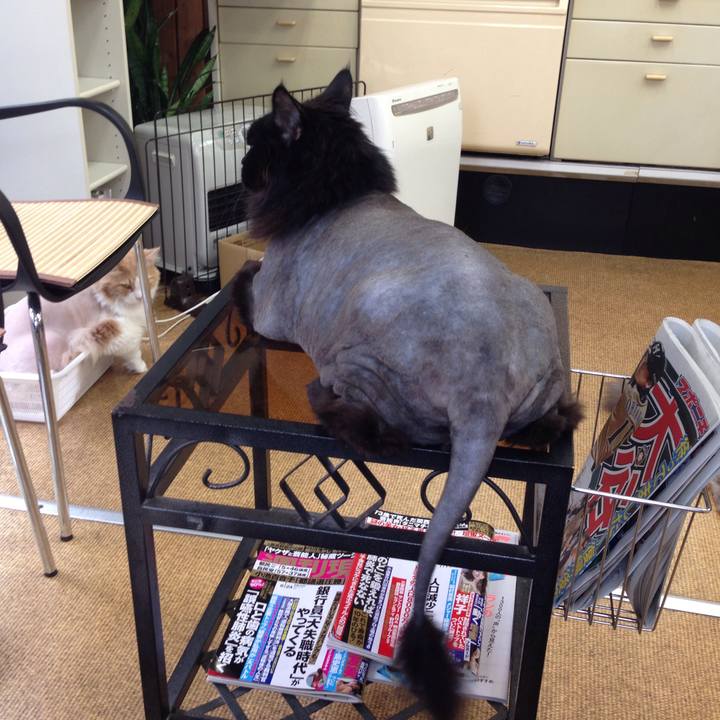 C0bf3b2c 92d9 410f b8b1 948fab6c796a