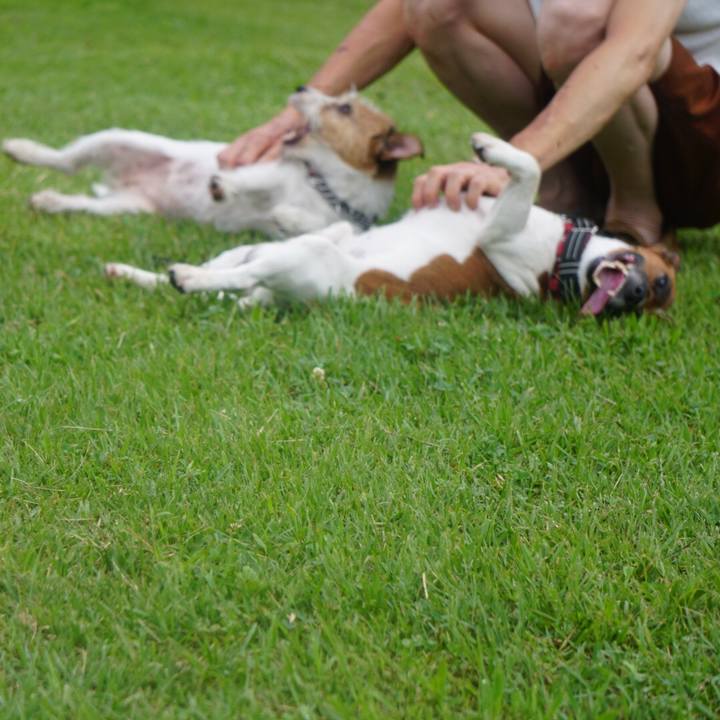 C0c0ac61 553e 41dc b788 4340d167a4a5