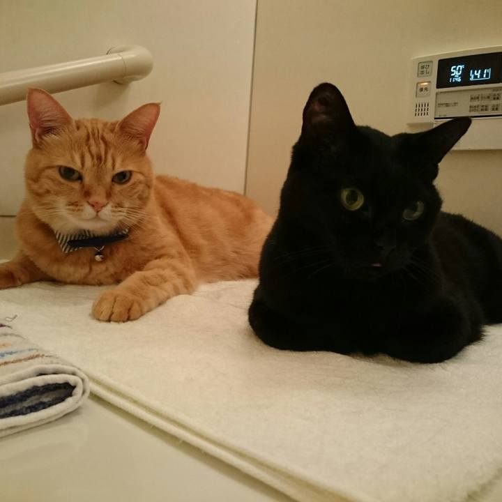 C0c1ece0 30d6 473e a59c c257b42b7e7d