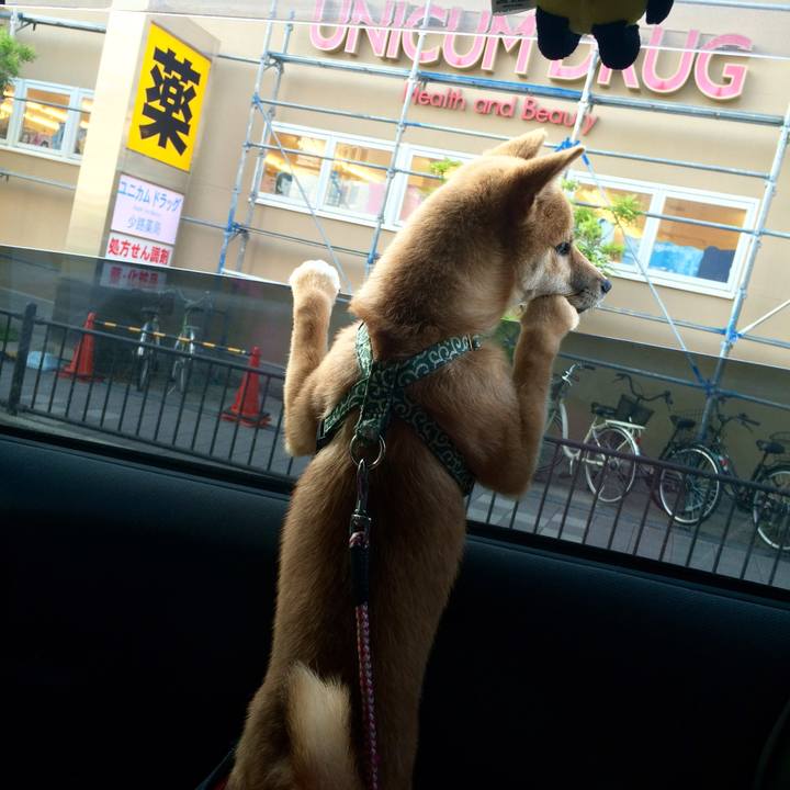 C0c51ced b8a9 4c5c 8794 e6d1f47a2818