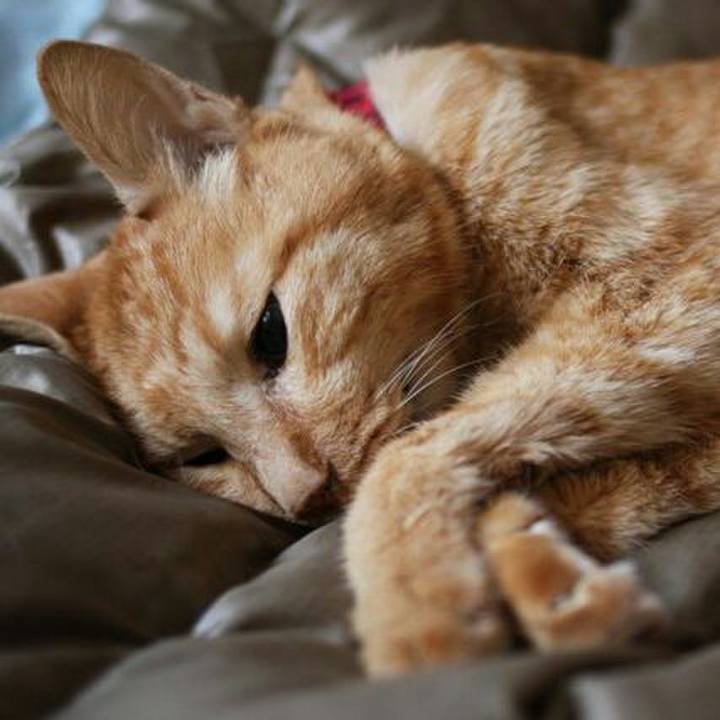 C0c5987c e52b 4b86 a294 a92dfac2111c