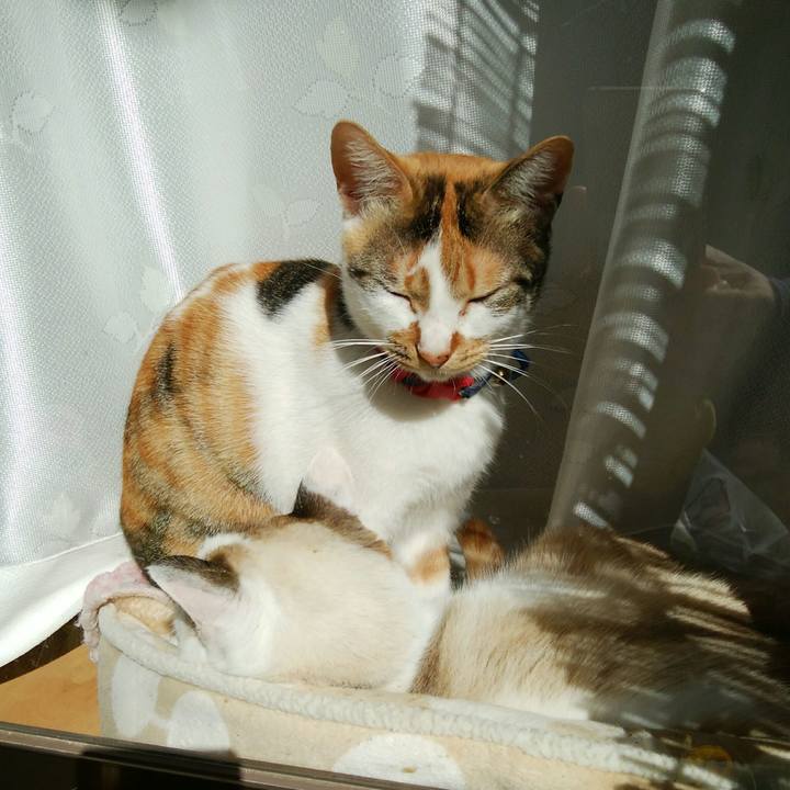 C0c75966 3856 432f 81a5 e0492bcd1e5b