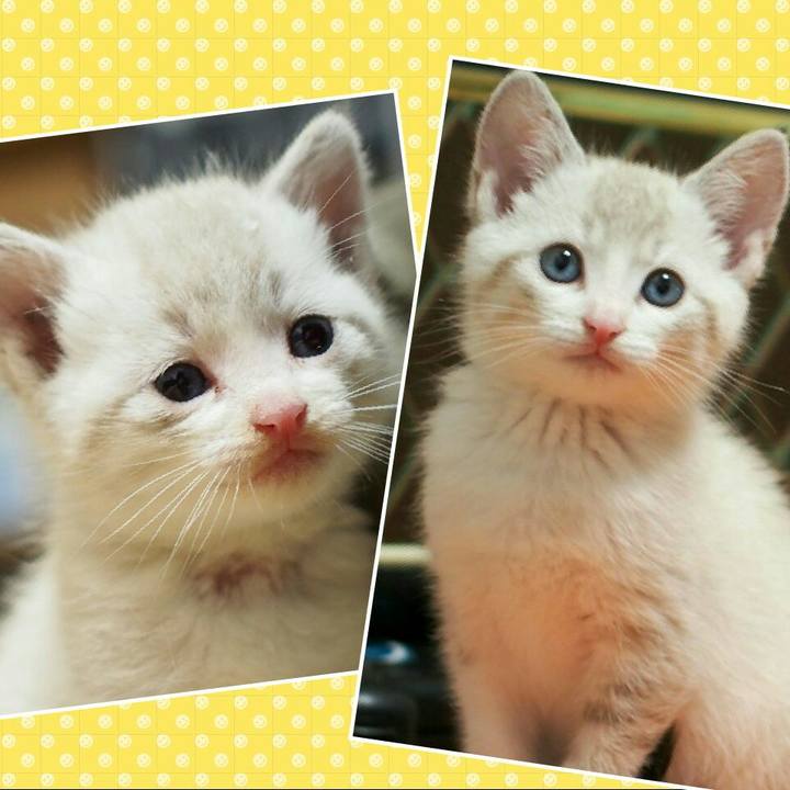 C0c77105 54d0 4394 8bb3 f4ab82d6ba42