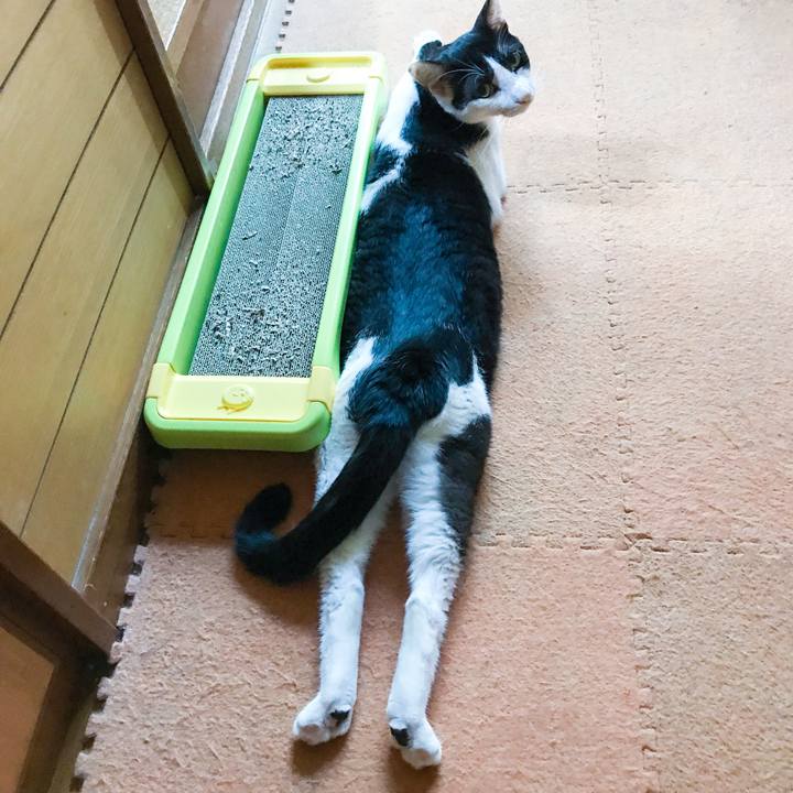 C0d65e11 c589 4ab9 b70c b8c0d00bdf4d