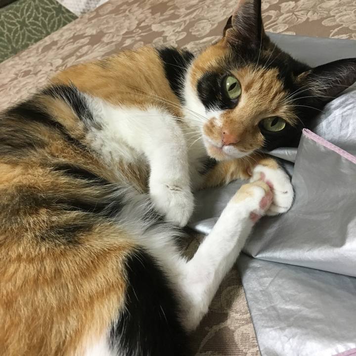 C0dd1db4 d089 4562 931c a73c2e39f4c4