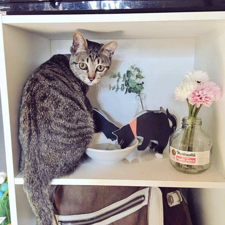 C0e8a8a7 588f 478b 8208 a3a47acc7b70