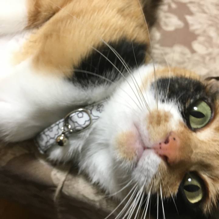 C0ea99cb 3fc0 4665 a753 2c39cfad15bb