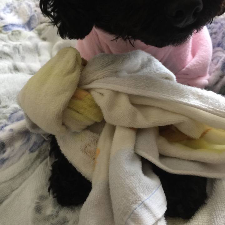 C0f17b74 478c 4c64 842f 5581edcf734e