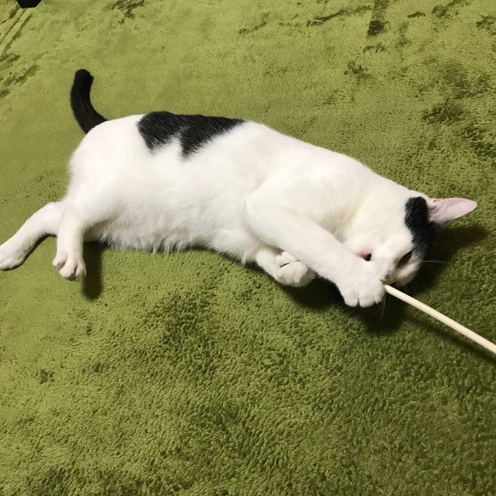 C0f7d6f8 66ad 437e 9c02 8b72ac7bbd92