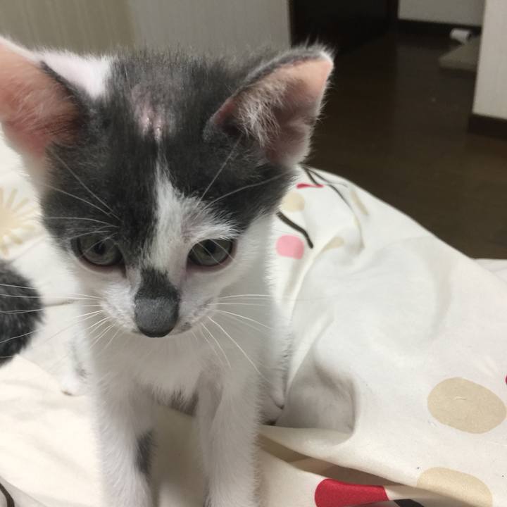 C0fbb8dc 3e38 4a8a 8e78 092dab870756