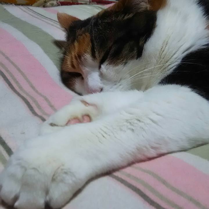 C104dc8e 921c 431d 9c88 4ec2acd71cf7