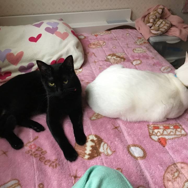 C10c5386 9f54 47ea bc53 3b083cecdd0c