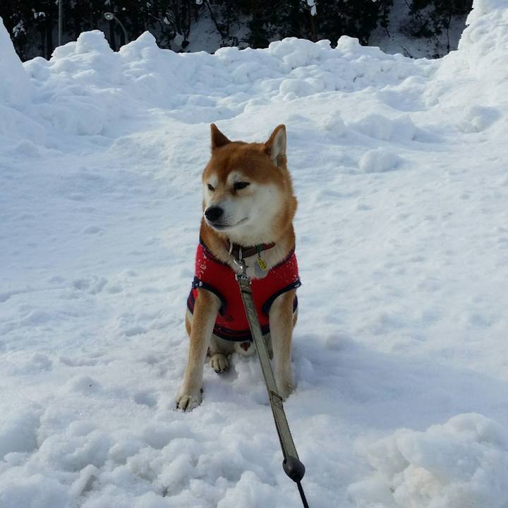 C11faf20 f839 42ec a46a 598930286bb6