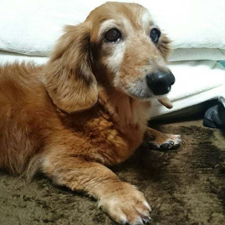 C1206acf 4539 431b bd17 c3d21bfa698f