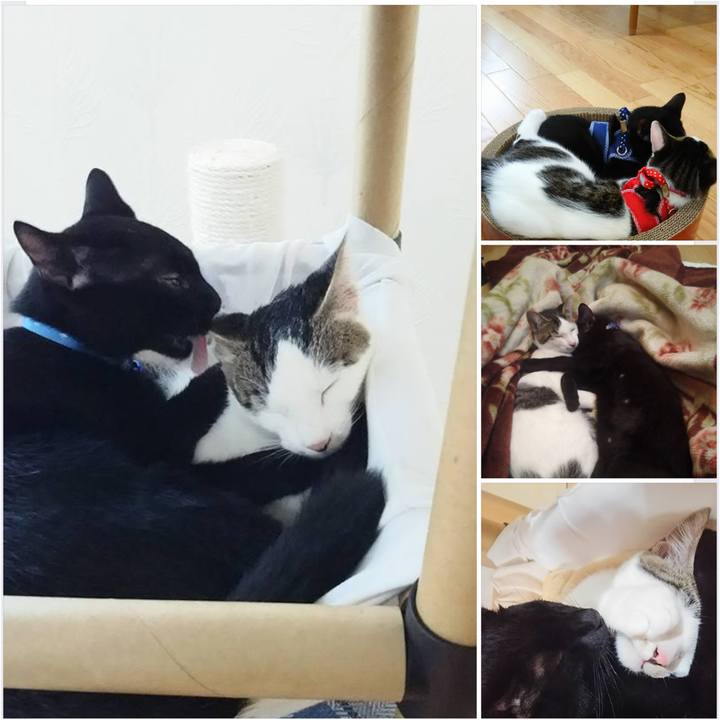 C12936a8 6c5d 49a9 9426 eaa293dc012f