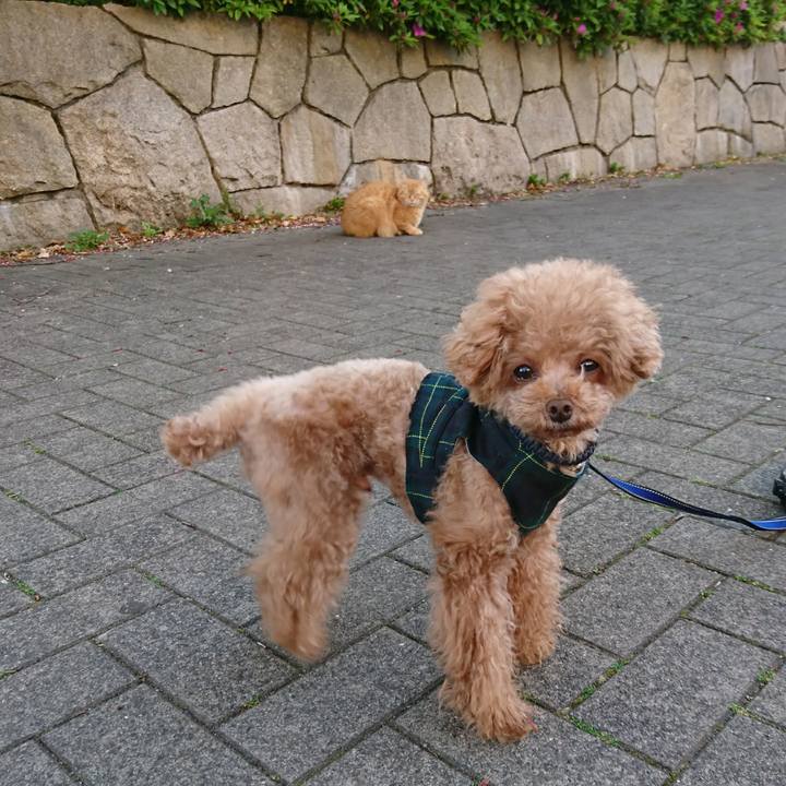 C12a3393 50a6 4d9c b8d2 cac77712b101