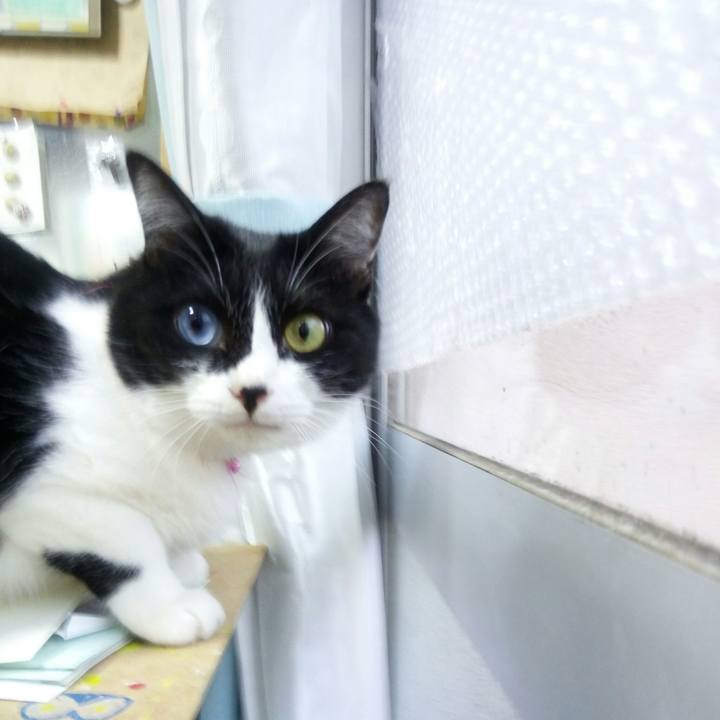 C12bb4da 921c 4140 bc66 f52561c6ddfe