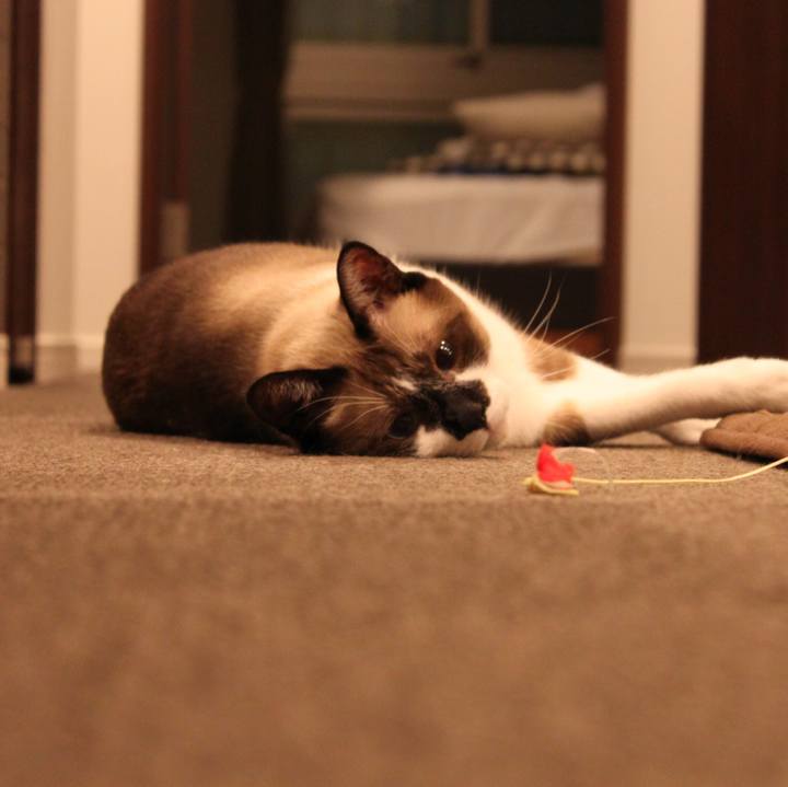 C1328d99 85ea 44e4 9966 058d015b9534