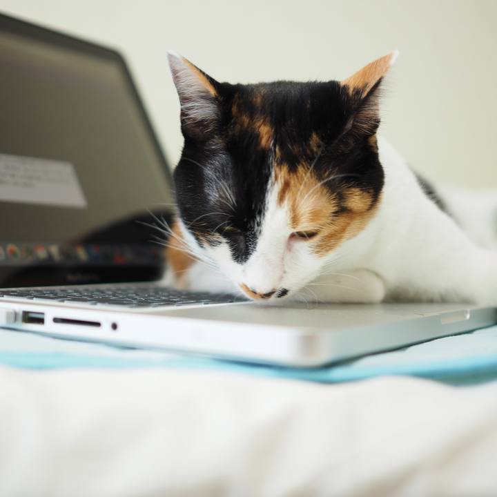 C146dfe8 58df 4628 bcd0 9973fb2f6ba3