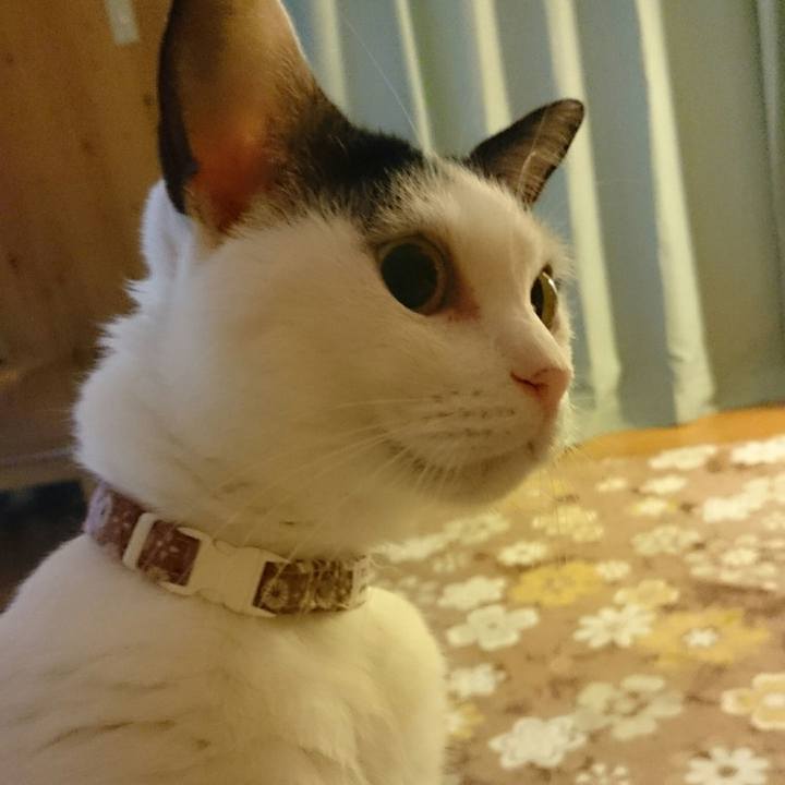 C14afa1a 5e88 4cfe b63b 5223fe6a4c02