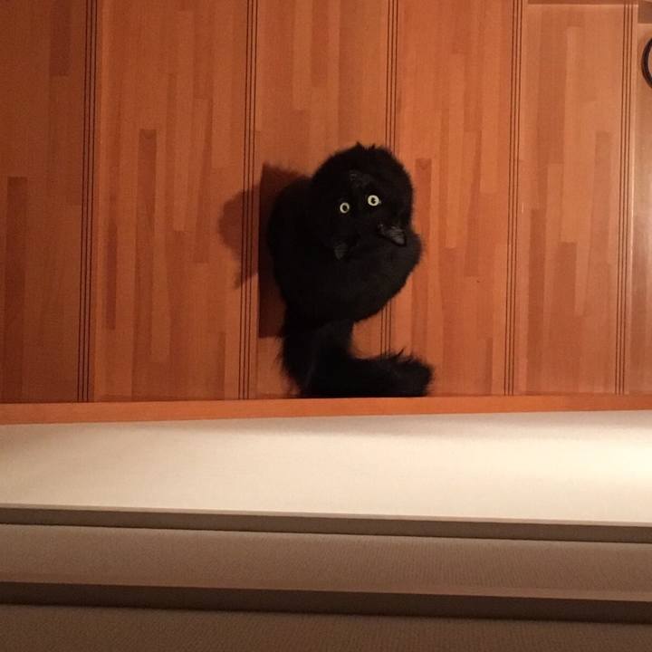 C14e96f8 b418 4d66 b2fe ef51c287ce78