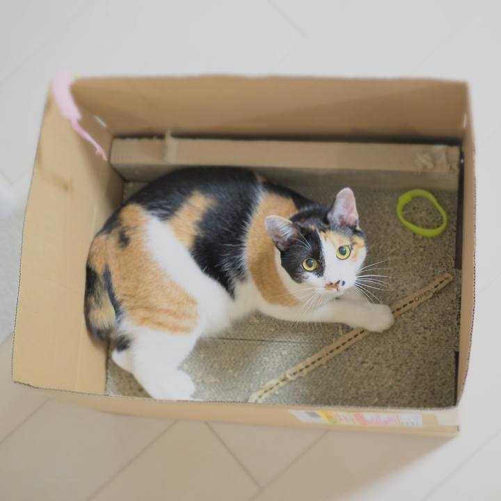 C1516f4e fc0c 4292 8788 a7fef82c94d0